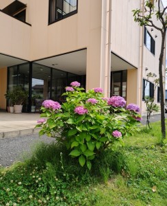 2026年6月ー院長メッセージ
